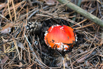 A small fly agaric with a red cap and white spots grows in a coniferous forest