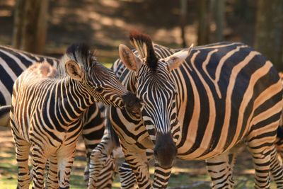 Zebras standing on field