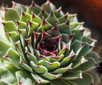 Close-up of prickly pear cactus