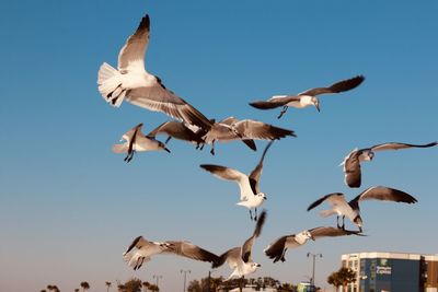 Seagulls flying against clear sky