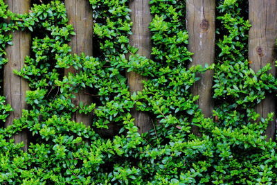 Ivy growing on tree trunk