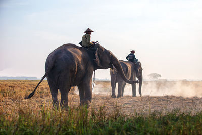Man riding horse on field against sky