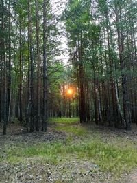 Trees in forest