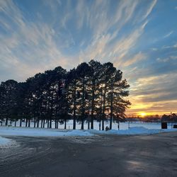 Trees on field against sky during sunset