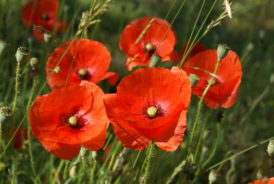 Close-up of red poppy flowers growing on field