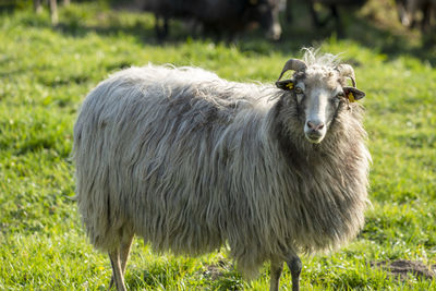 Portrait of sheep standing in a field