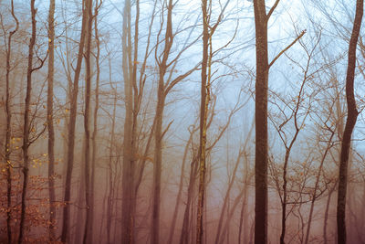 Bare trees in forest