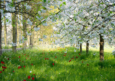 Trees growing on field