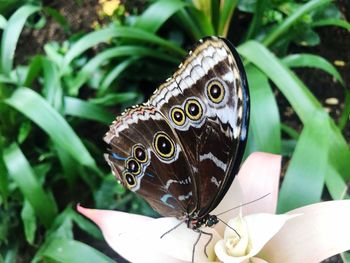 Close-up of butterfly pollinating flower