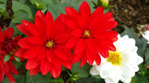 Close-up of red flowering plants in park