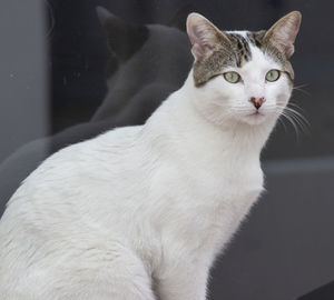 Close-up of cat sitting on floor