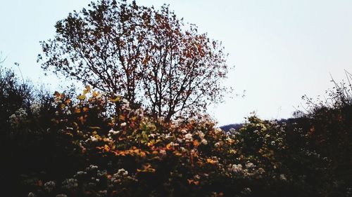 Low angle view of trees against clear sky