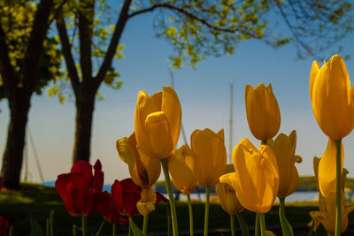 Close-up of yellow tulips on field against sky