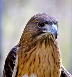 Close-up of a bird