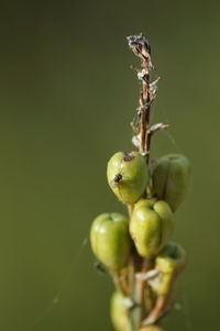 Close-up of fruits on plant