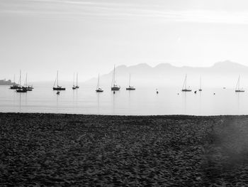 Sailboats moored in marina