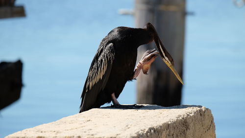 Cormorant perching on retaining wall