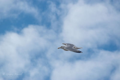 Low angle view of seagull flying in sky