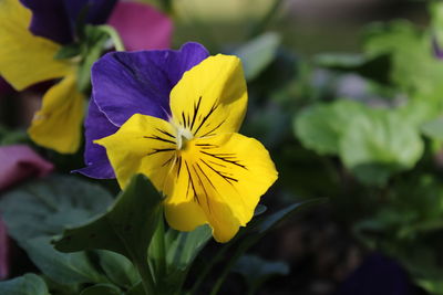 Close-up of yellow flowering plant