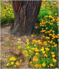 Close-up of yellow flowers blooming in park