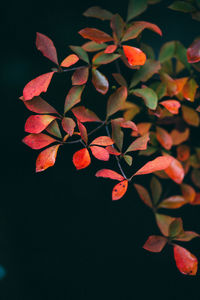 Close-up of red leaf over black background