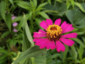 Close-up of pink flower in bloom