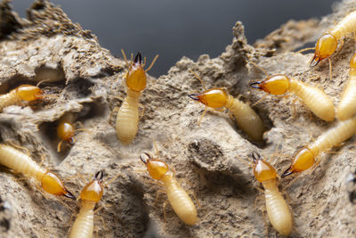 Close-up of insect