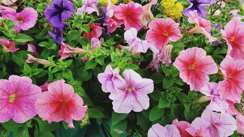 High angle view of pink flowering plants