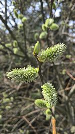 Close-up of plant