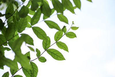 Low angle view of leaves against sky