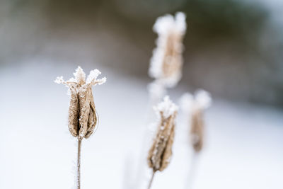 Close-up of wilted plant