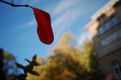 Low angle view of red flower against sky