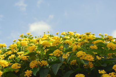 Close-up of yellow flowers blooming in field against sky