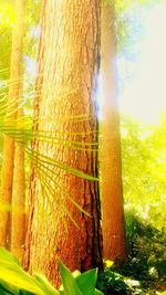 Close-up of tree trunk