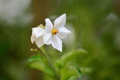 Close-up of white flowering plant