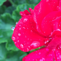 Close-up of pink rose blooming in park