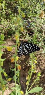 Close-up of butterfly pollinating flower