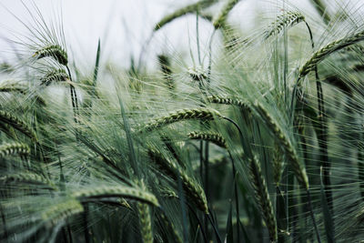 Close-up of wheat plants