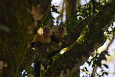 Capuchin monkeys on top of a tree branch in a national park of costa rica