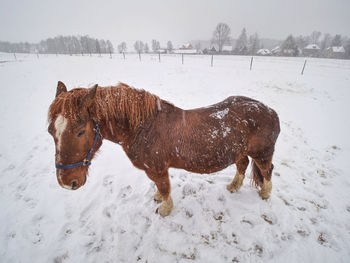 Brown horse standing on snow covered field while gentle snowing, view from front, blurred trees