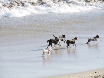 Flock of dogs on beach