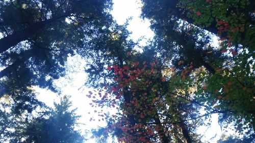 Low angle view of trees