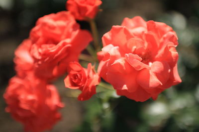 Close-up of red flowers blooming outdoors