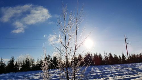 Close-up of trees against sky during sunset