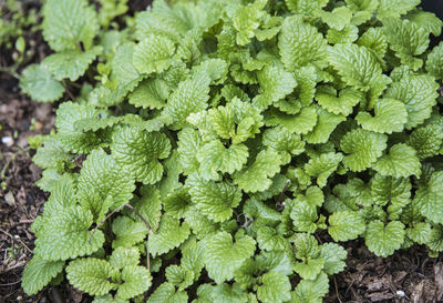 Full frame shot of fresh green plants