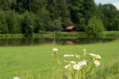 White flowering plants on field