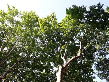 Low angle view of trees against sky