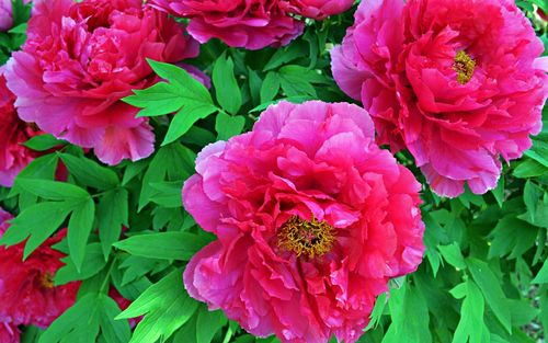 Close-up of pink flowers