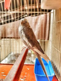 Bird in metallic cage