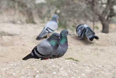 Pigeons perching on a field